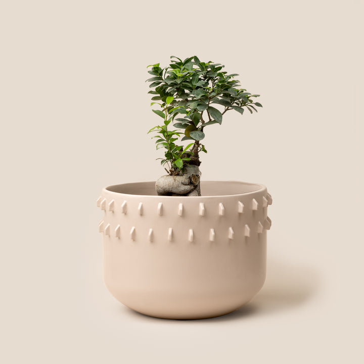 Ivory Gaia Spike Planter - L