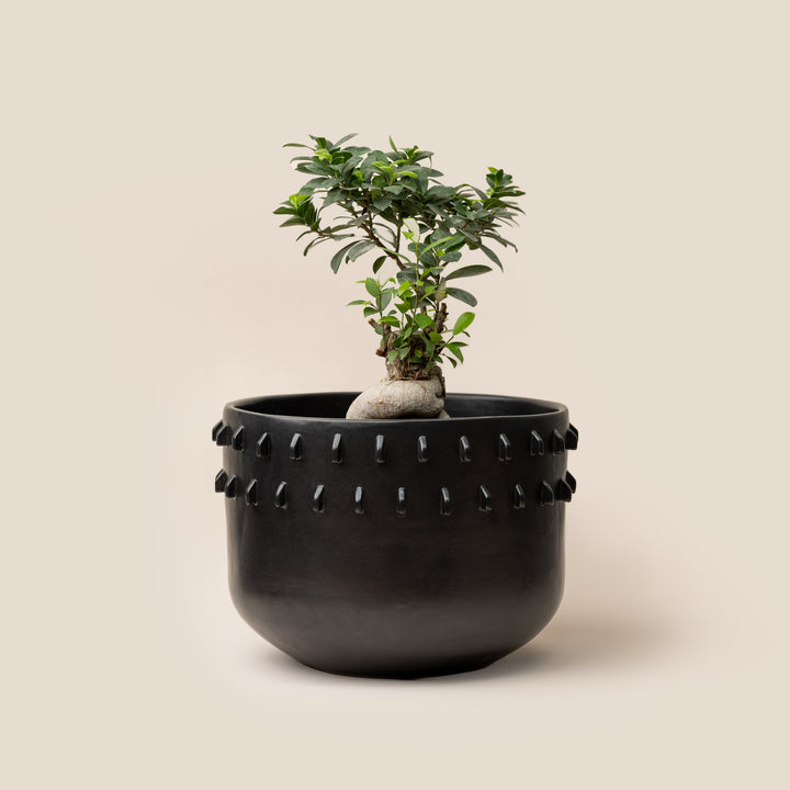 Black Gaia Spike Planter - L