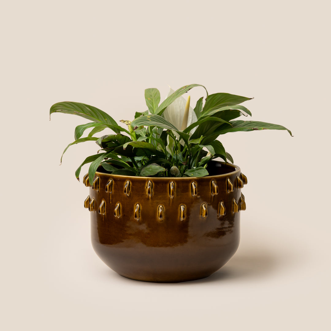Brown Gaia Spike Planter - L