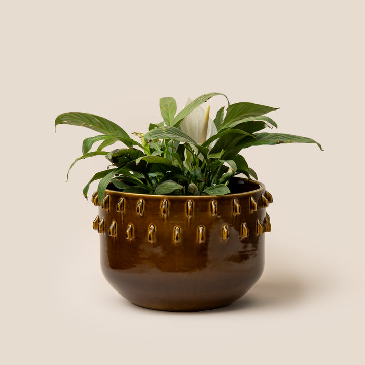 Brown Gaia Spike Planter - L