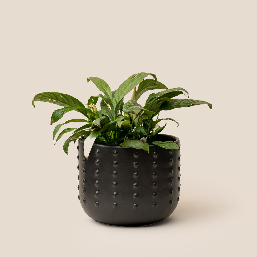 Black GAIA DOTTED PLANTER - L