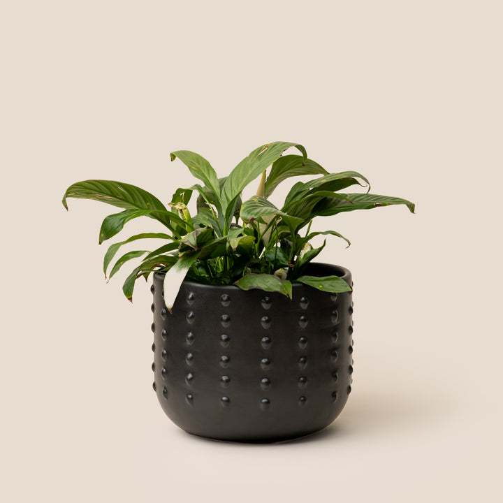 Black GAIA DOTTED PLANTER - L