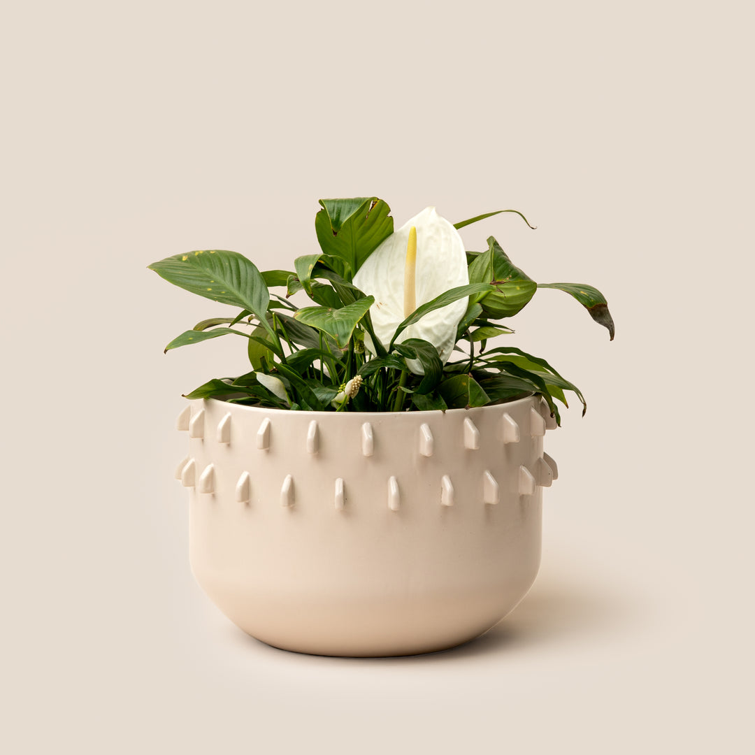 Ivory Gaia Spike Planter - L