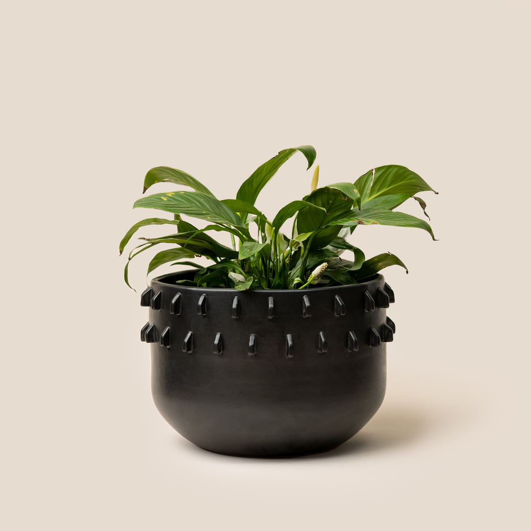 Black Gaia Spike Planter - L