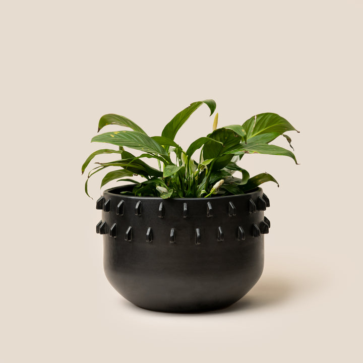 Black Gaia Spike Planter - L