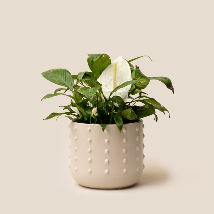 Ivory Gaia Dotted Planter - M