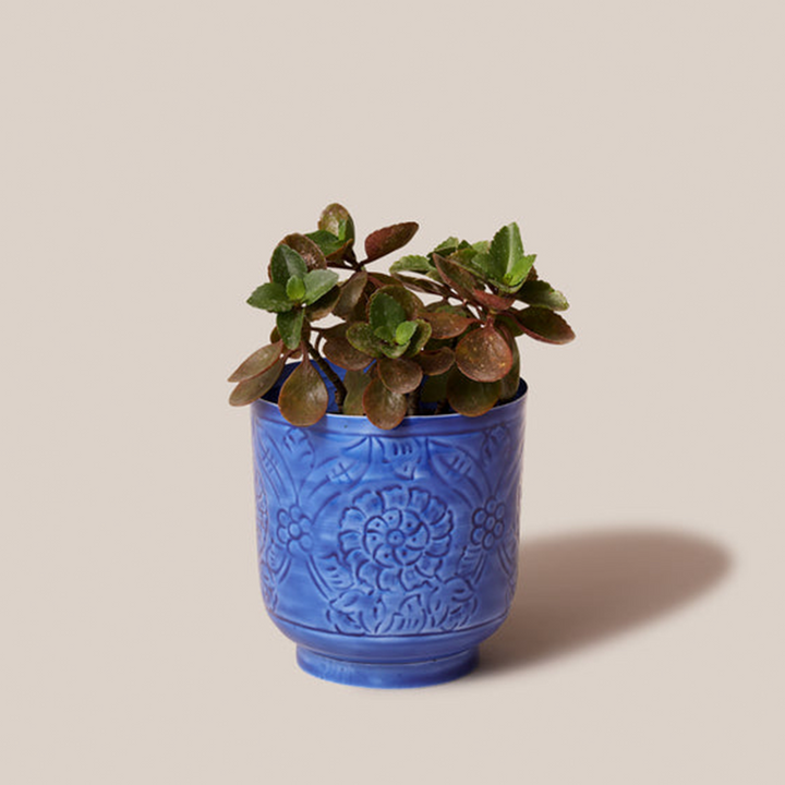 Amari Planters - Blue