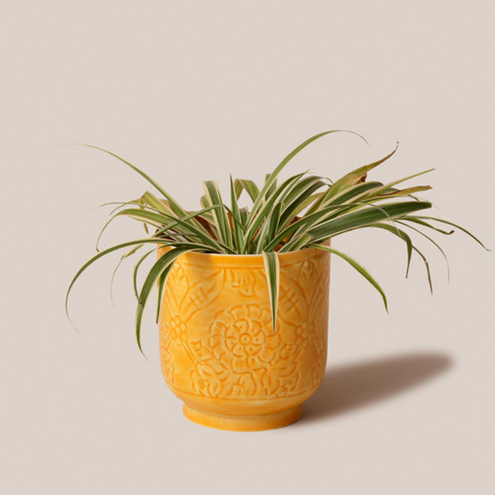 Amari Planters - Mustard