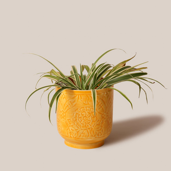 Amari Planters - Mustard