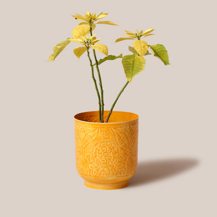Amari Planters - Mustard