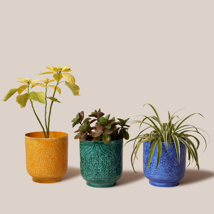 Amari Planters - Blue