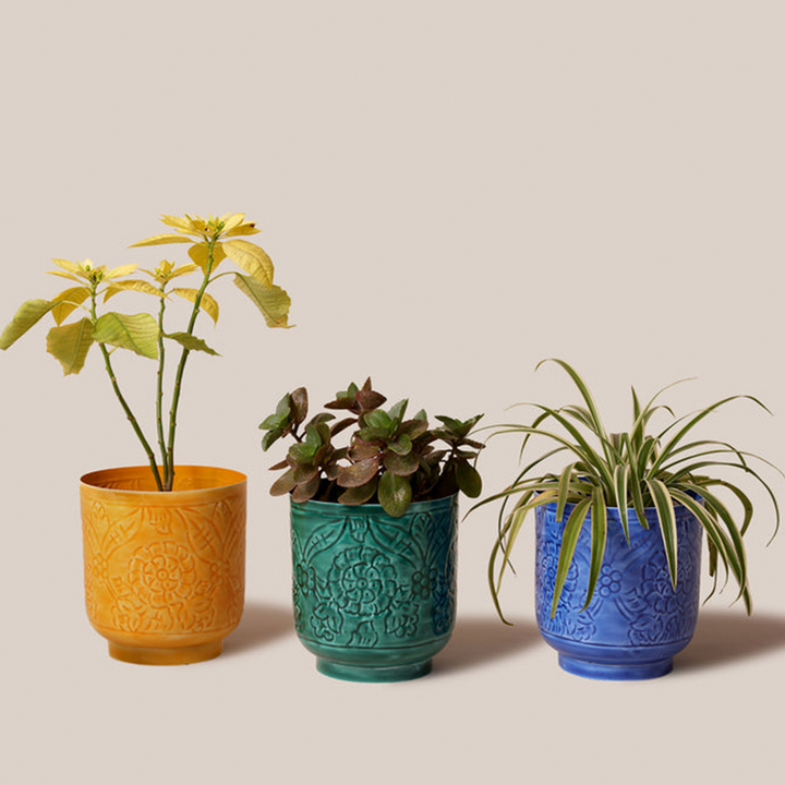 Amari Planters - Mustard