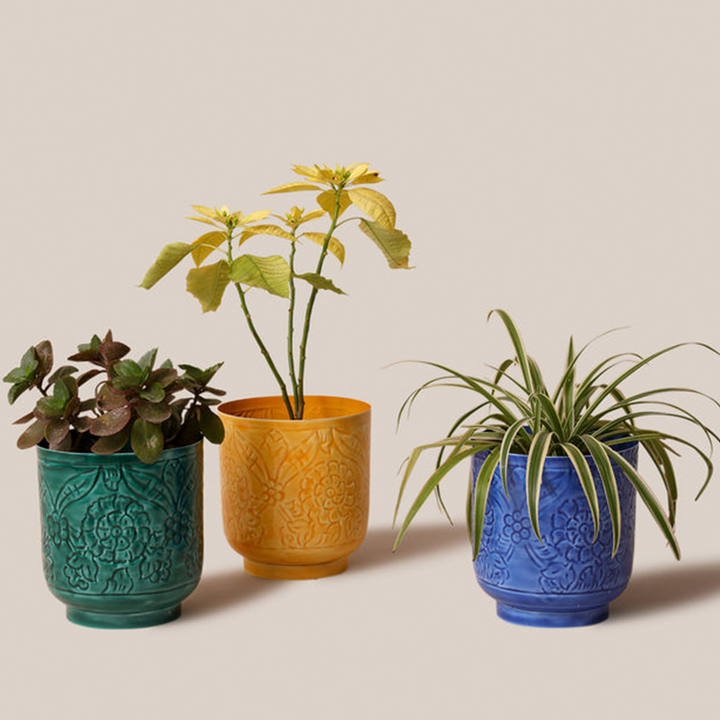 Amari Planters - Mustard